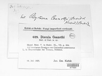 Image of Discula ceanothi